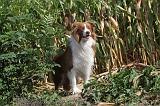 BORDER COLLIE 013